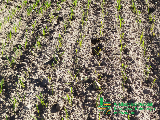 Zdjęcie 1. pszenicy ozimej ESSA z Top Farms na polu demonstracyjnym w Sielinku 17.10.2023