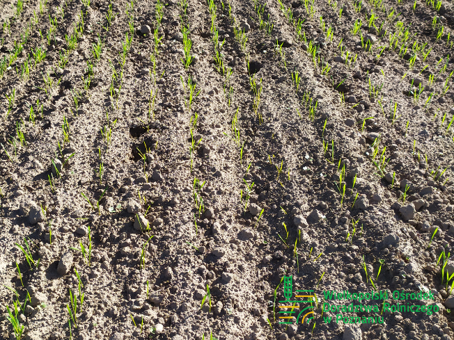 Zdjęcie 2. pszenicy ozimej ESSA z Top Farms na polu demonstracyjnym w Sielinku 17.10.2023