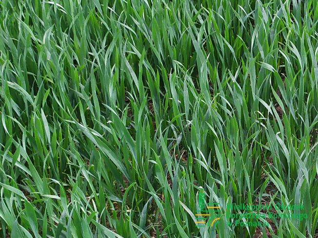 Zdjęcie 1. pszenicy ozimej FENOMEN z Top Farms na polu demonstracyjnym w Sielinku 10.04.2024