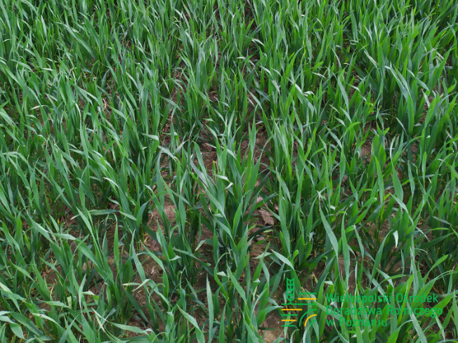 Zdjęcie 3. pszenicy ozimej FENOMEN z Top Farms na polu demonstracyjnym w Sielinku 10.04.2024