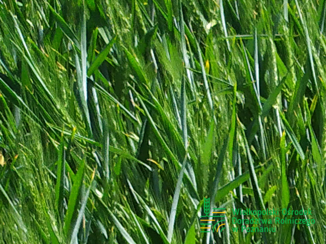 Zdjęcie 1. pszenicy ozimej FENOMEN z Top Farms na polu demonstracyjnym w Sielinku 17.05.2024