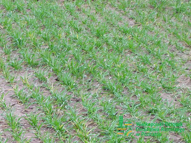 Zdjęcie 2. pszenicy ozimej KARIATYDA z Top Farms na polu demonstracyjnym w Sielinku 02.03.2024