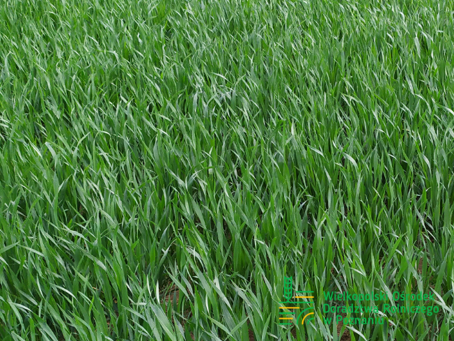 Zdjęcie 1. pszenicy ozimej KARIATYDA z Top Farms na polu demonstracyjnym w Sielinku 10.04.2024
