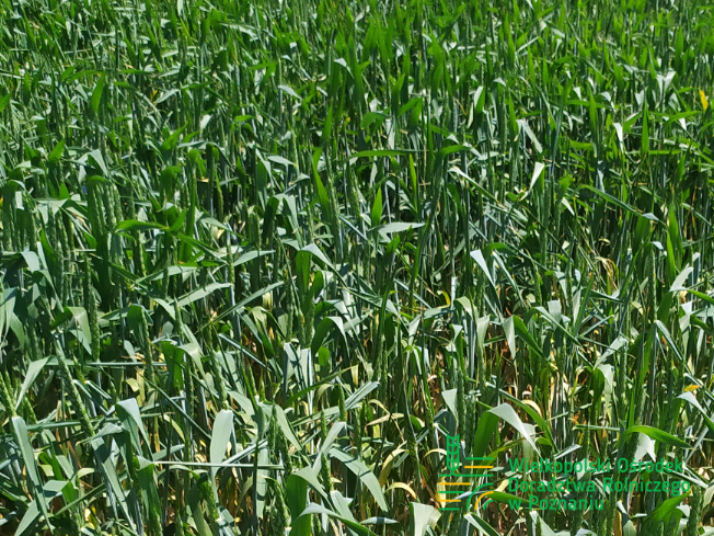 Zdjęcie 1. pszenicy ozimej KARIATYDA z Top Farms na polu demonstracyjnym w Sielinku 17.05.2024