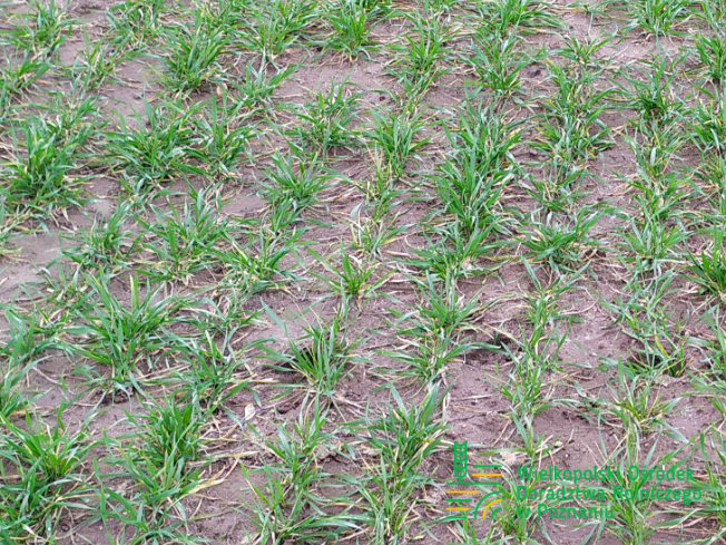 Zdjęcie 1. pszenicy ozimej RGT CAYENNE z Top Farms na polu demonstracyjnym w Sielinku 02.03.2024