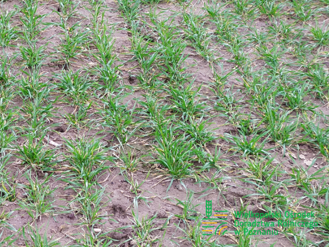 Zdjęcie 2. pszenicy ozimej RGT CAYENNE z Top Farms na polu demonstracyjnym w Sielinku 02.03.2024