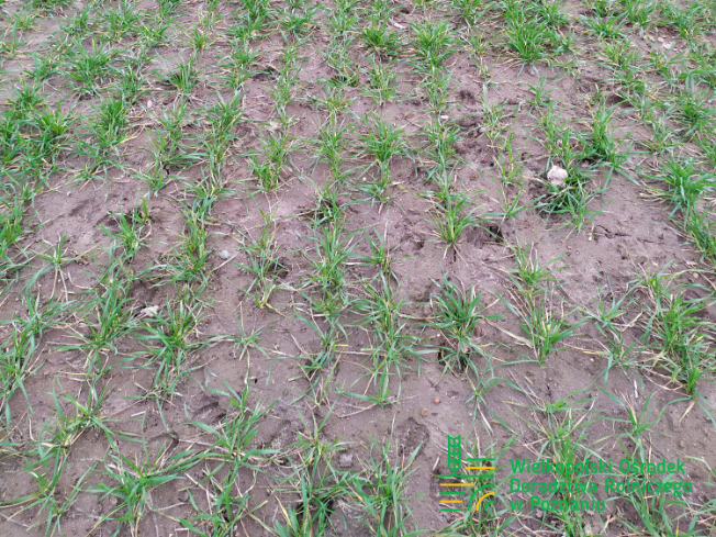 Zdjęcie 3. pszenicy ozimej RGT CAYENNE z Top Farms na polu demonstracyjnym w Sielinku 02.03.2024