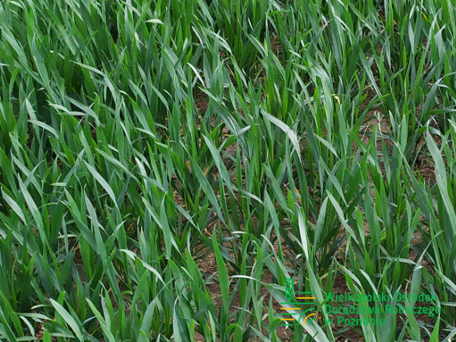Zdjęcie 1. pszenicy ozimej RGT CAYENNE z Top Farms na polu demonstracyjnym w Sielinku 10.04.2024
