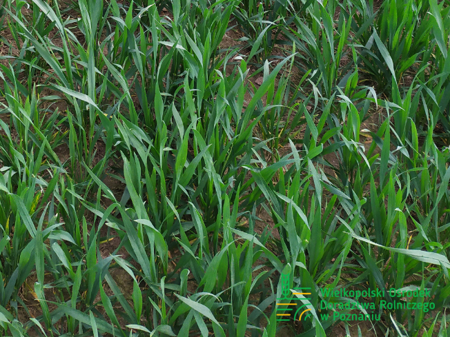 Zdjęcie 2. pszenicy ozimej RGT CAYENNE z Top Farms na polu demonstracyjnym w Sielinku 10.04.2024