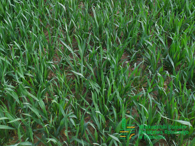 Zdjęcie 3. pszenicy ozimej RGT CAYENNE z Top Farms na polu demonstracyjnym w Sielinku 10.04.2024