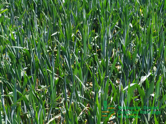 Zdjęcie 1. pszenicy ozimej RGT CAYENNE z Top Farms na polu demonstracyjnym w Sielinku 17.05.2024