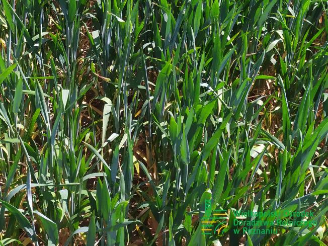 Zdjęcie 2. pszenicy ozimej RGT CAYENNE z Top Farms na polu demonstracyjnym w Sielinku 17.05.2024