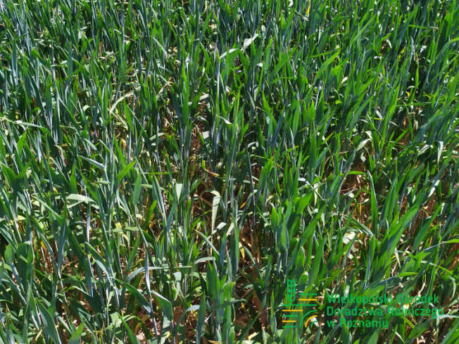 Zdjęcie 3. pszenicy ozimej RGT CAYENNE z Top Farms na polu demonstracyjnym w Sielinku 17.05.2024
