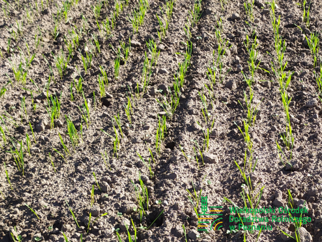 Zdjęcie 1. pszenicy ozimej RGT CAYENNE z Top Farms na polu demonstracyjnym w Sielinku 17.10.2023