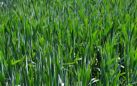 Zdjęcie pszenicy ozimej RGT PROVISION z Top Farms na polu demonstracyjnym w Sielinku 17.05.2024