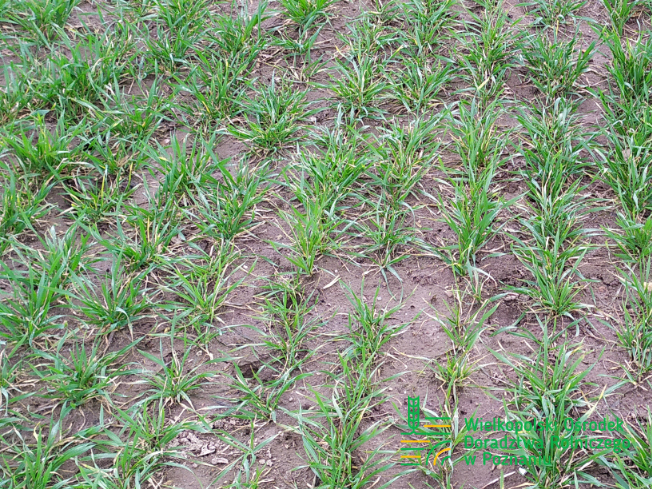 Zdjęcie 1. pszenicy ozimej RGT PROVISION z Top Farms na polu demonstracyjnym w Sielinku 02.03.2024