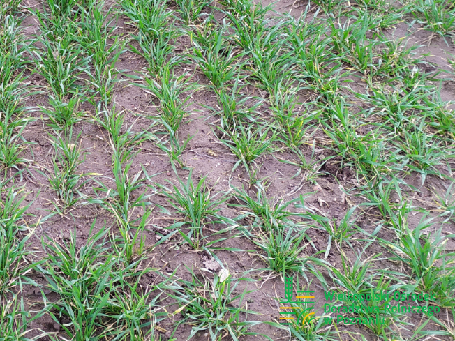 Zdjęcie 2. pszenicy ozimej RGT PROVISION z Top Farms na polu demonstracyjnym w Sielinku 02.03.2024