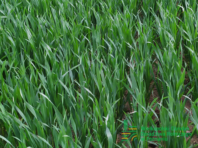 Zdjęcie 1. pszenicy ozimej RGT PROVISION z Top Farms na polu demonstracyjnym w Sielinku 10.04.2024