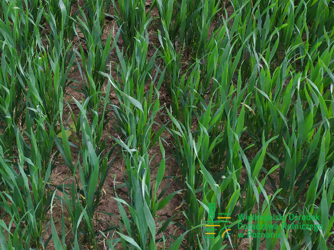 Zdjęcie 2. pszenicy ozimej RGT PROVISION z Top Farms na polu demonstracyjnym w Sielinku 10.04.2024