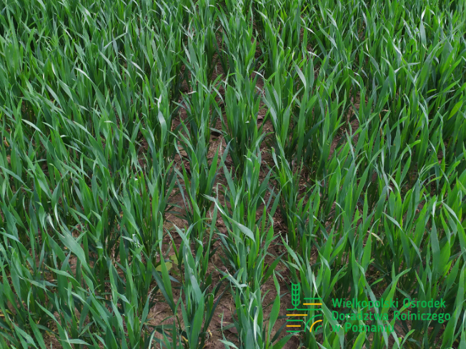 Zdjęcie 3. pszenicy ozimej RGT PROVISION z Top Farms na polu demonstracyjnym w Sielinku 10.04.2024
