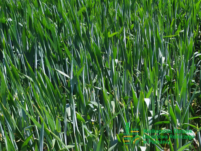 Zdjęcie 1. pszenicy ozimej RGT PROVISION z Top Farms na polu demonstracyjnym w Sielinku 17.05.2024