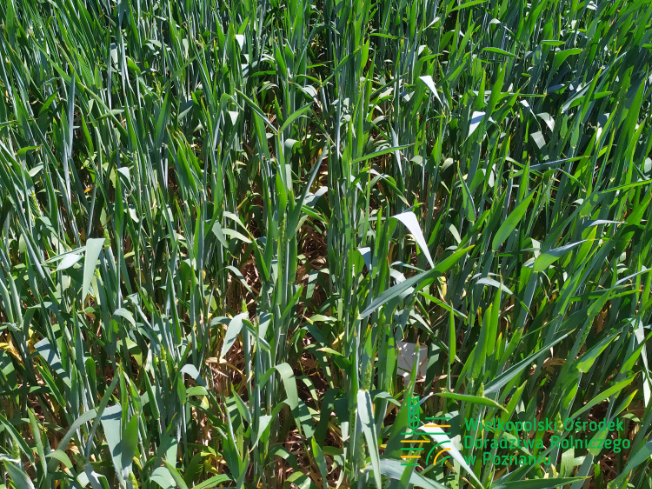 Zdjęcie 3. pszenicy ozimej RGT PROVISION z Top Farms na polu demonstracyjnym w Sielinku 17.05.2024