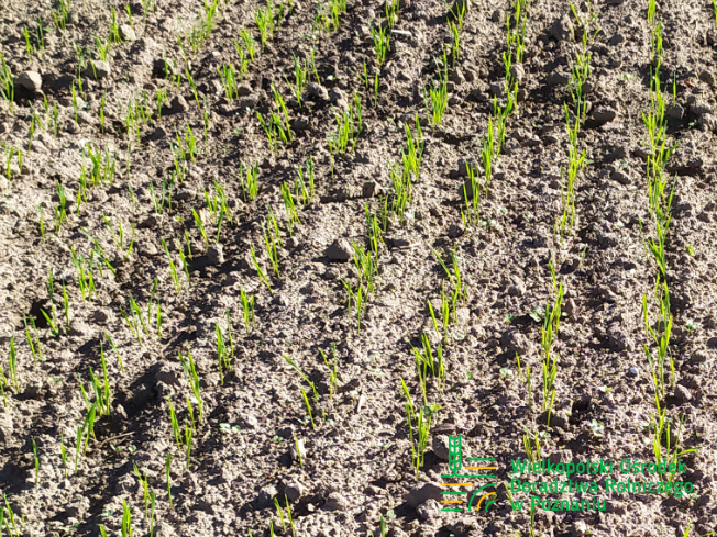 Zdjęcie 1. pszenicy ozimej RGT PROVISION z Top Farms na polu demonstracyjnym w Sielinku 17.10.2023