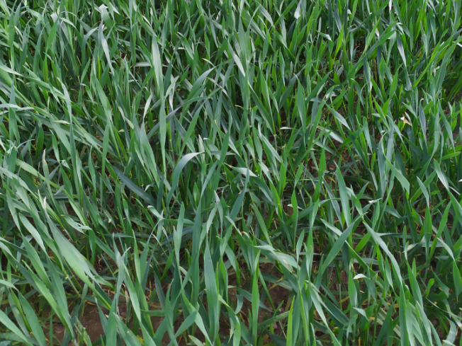 Zdjęcie 3. pszenżyta ozimego ASKADUS z AGROCHEST na polu demonstracyjnym w Sielinku 10.04.2024