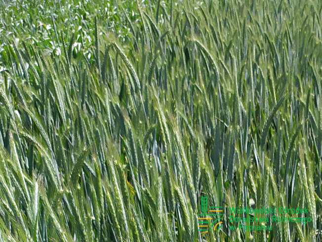 Zdjęcie 1. pszenżyta ozimego ASKADUS z AGROCHEST na polu demonstracyjnym w Sielinku 17.05.2024