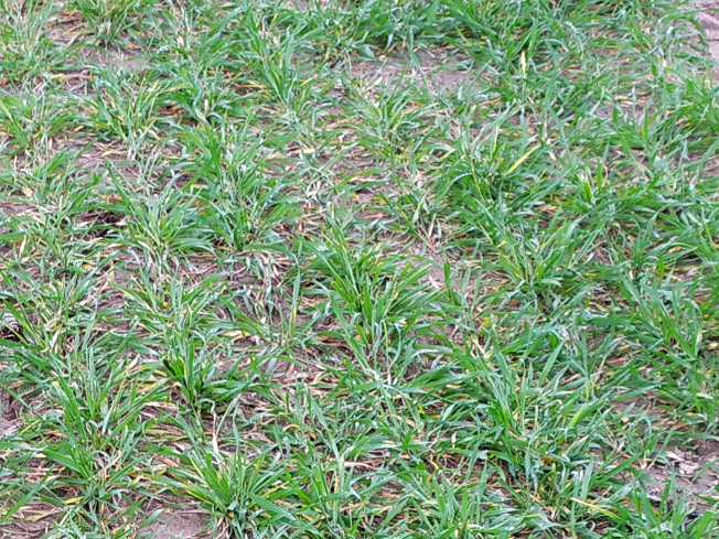 Zdjęcie 2. pszenżyta ozimego PANSO z AGROCHEST na polu demonstracyjnym w Sielinku 02.03.2024