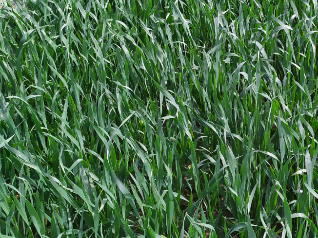 Zdjęcie 1. pszenżyta ozimego PANSO z AGROCHEST na polu demonstracyjnym w Sielinku 10.04.2024