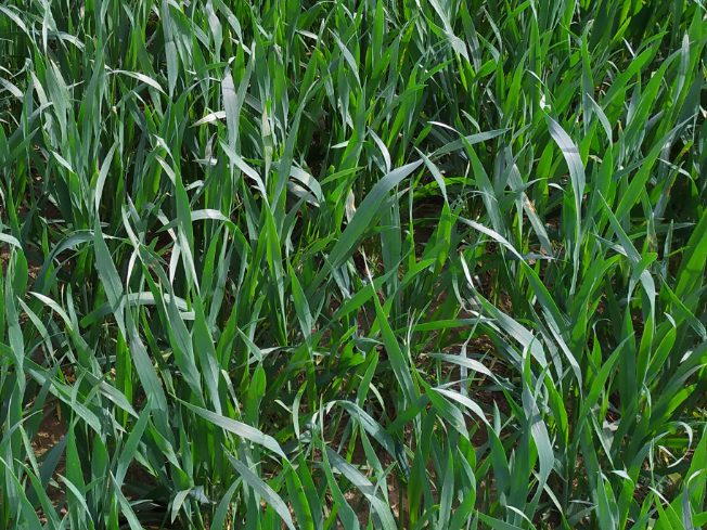 Zdjęcie 2. pszenżyta ozimego PANSO z AGROCHEST na polu demonstracyjnym w Sielinku 10.04.2024