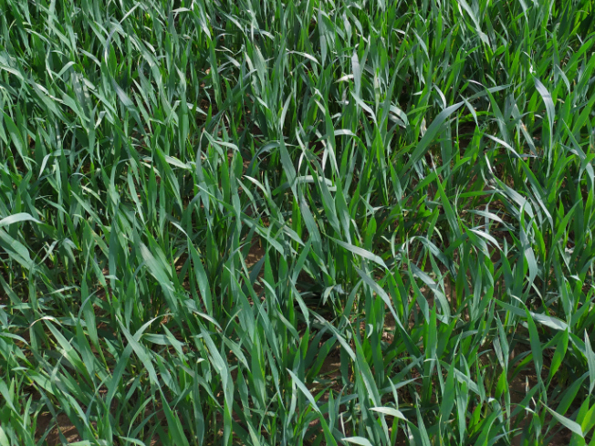 Zdjęcie 3. pszenżyta ozimego PANSO z AGROCHEST na polu demonstracyjnym w Sielinku 10.04.2024