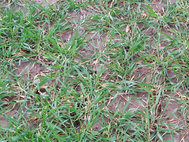 Zdjęcie 1. pszenżyta ozimego TRIBUTO z DANKO Hodowli Roślin na polu demonstracyjnym w Sielinku 02.03.2024