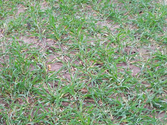 Zdjęcie 2. pszenżyta ozimego TRIBUTO z DANKO Hodowli Roślin na polu demonstracyjnym w Sielinku 02.03.2024