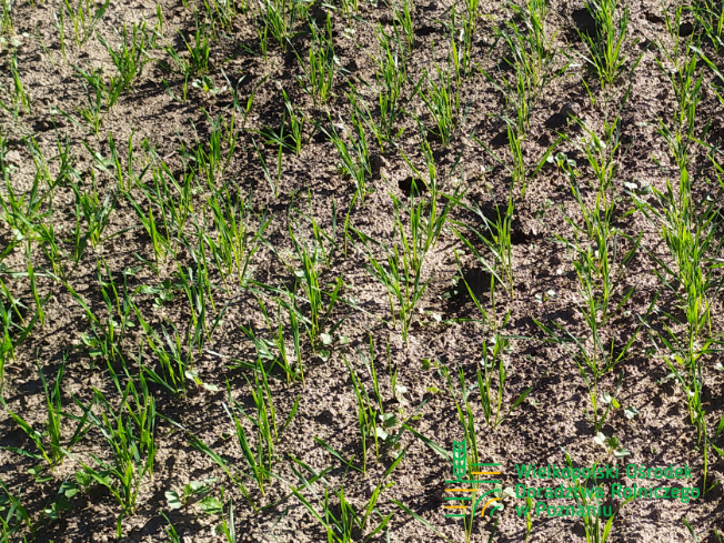 Zdjęcie 1. pszenżyta ozimego Tributo z DANKO Hodowli Roślin na polu demonstracyjnym w Sielinku 17.10.2023
