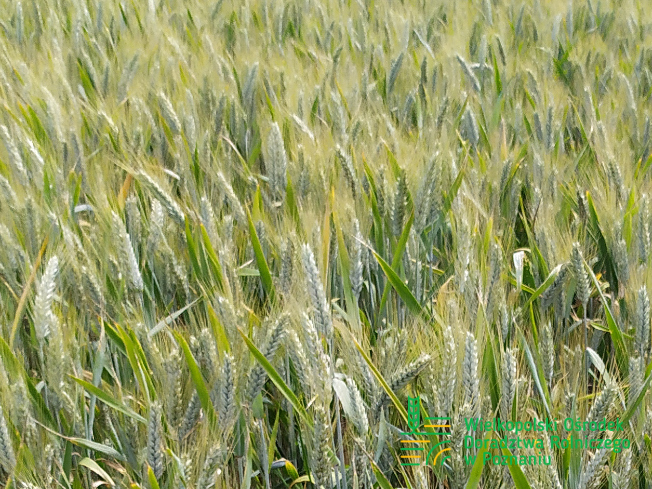 Zdjęcie 1. pszenżyta ozimego HEROICO z Top Farms na polu demonstracyjnym w Sielinku 10.06.2024