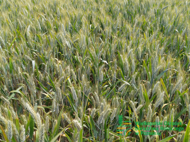 Zdjęcie 3. pszenżyta ozimego HEROICO z Top Farms na polu demonstracyjnym w Sielinku 10.06.2024
