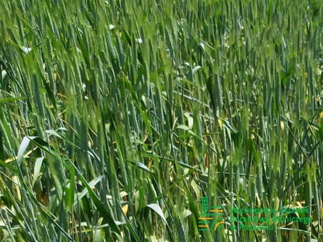 Zdjęcie 1. pszenżyta ozimego HEROICO z Top Farms na polu demonstracyjnym w Sielinku 17.05.2024