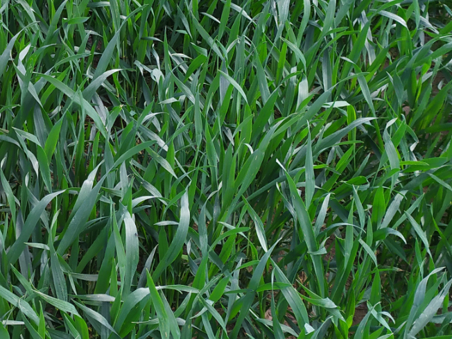 Zdjęcie 2. pszenżyta ozimego Mondeo z Top Farms na polu demonstracyjnym w Sielinku 10.04.2024