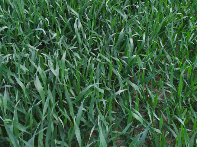 Zdjęcie 3. pszenżyta ozimego Mondeo z Top Farms na polu demonstracyjnym w Sielinku 10.04.2024