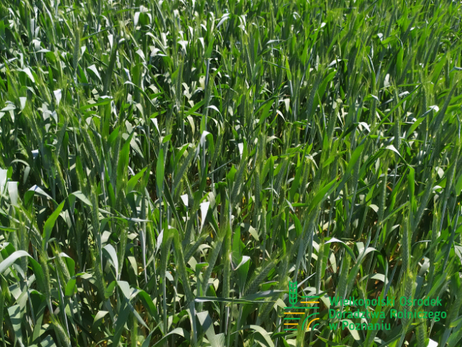Zdjęcie 3. pszenżyta ozimego Mondeo z Top Farms na polu demonstracyjnym w Sielinku 17.05.2024
