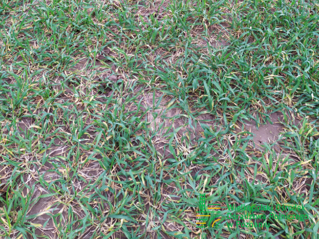 Zdjęcie 3. Żyta ozimego MIRANOS z DANKO Hodowli Roślin na polu demonstracyjnym w Sielinku 02.03.2024