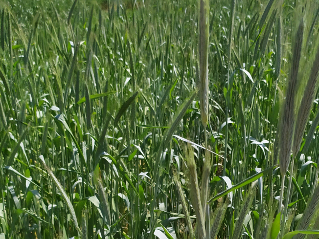 Zdjęcie 1. Żyta - przewódkowego SM STEFANO (SIEW JESIENNY) z Hodowli Roślin SMOLICE na polu demonstracyjnym w Sielinku 17.05.2024